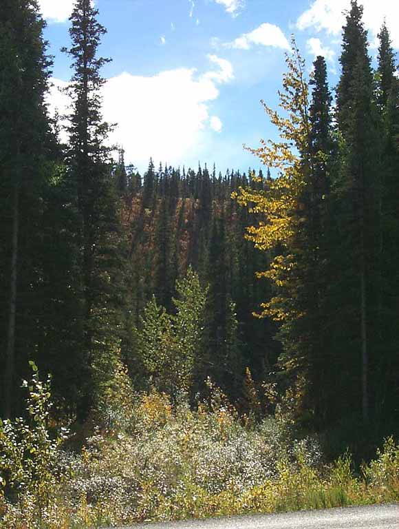 DC 371 - Stone Mountain Provincial Park - 69436